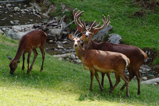 Besuch Wildtierpark Roggenhausen