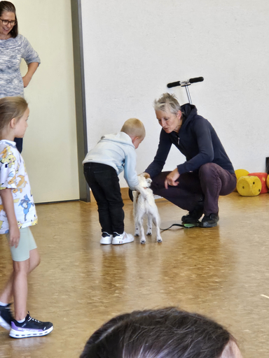 Hunden richtig begegnen