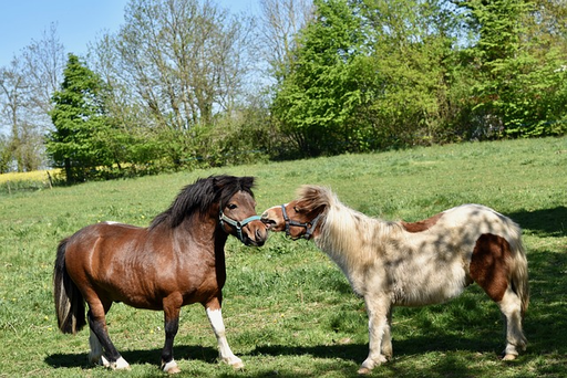 Abenteuer auf dem Pferdehof